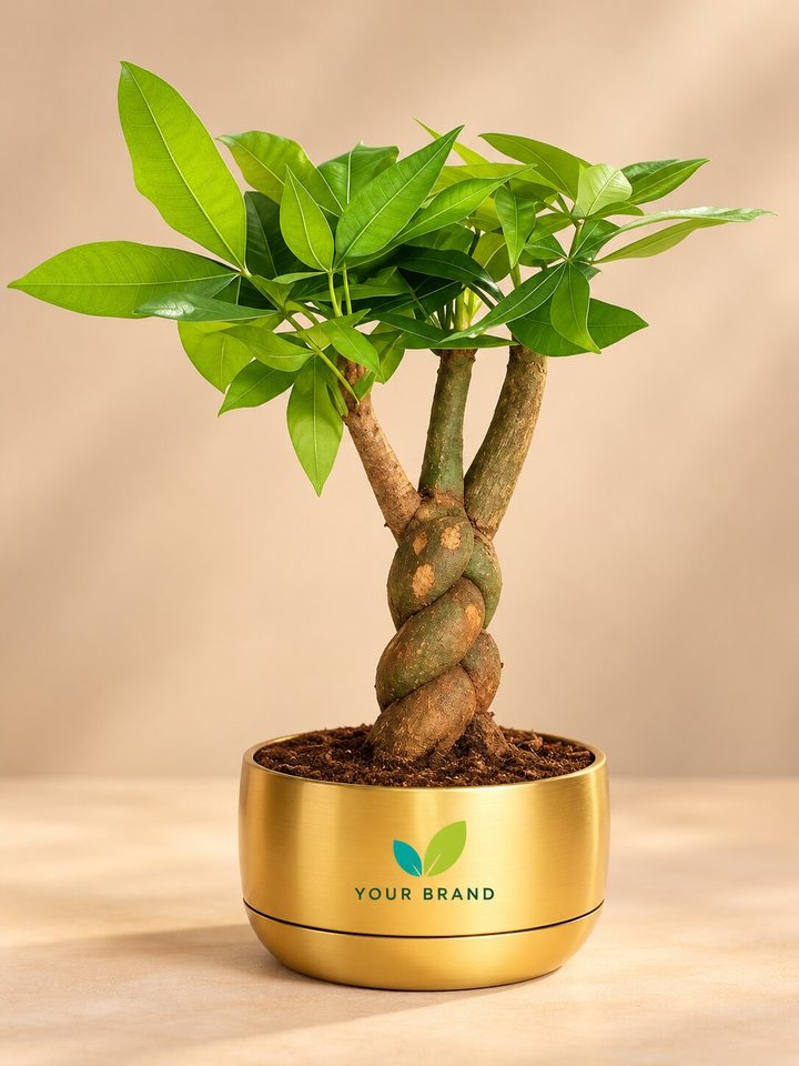 Braided Pachira money tree with a company logo on the pot, Diwali corporate gift
