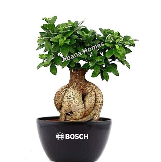 Bonsai in a Bosch branded pot by Abana Homes