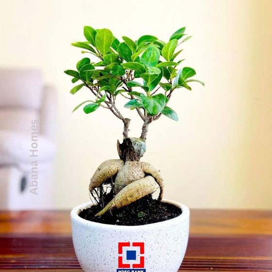 Bonsai in a HDFC Bank branded pot by Abana Homes