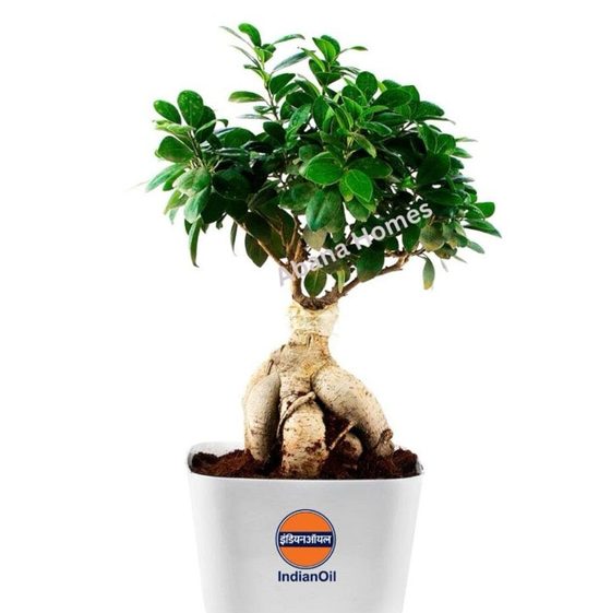 Bonsai in a Indian Oil branded pot by Abana Homes