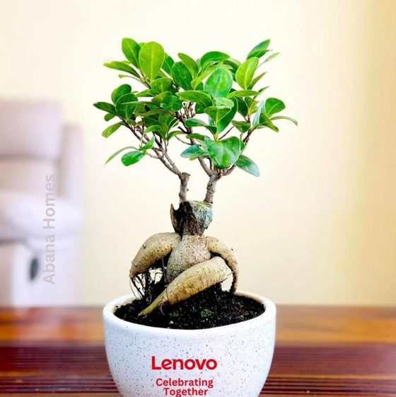 Bonsai in a Lenovo branded pot by Abana Homes