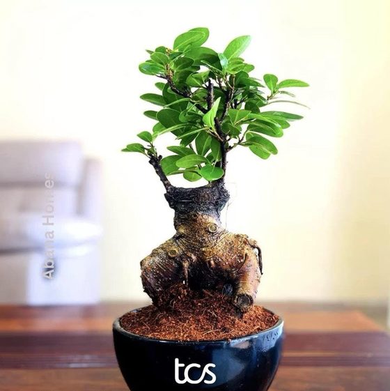 Bonsai in a TCS branded pot by Abana Homes