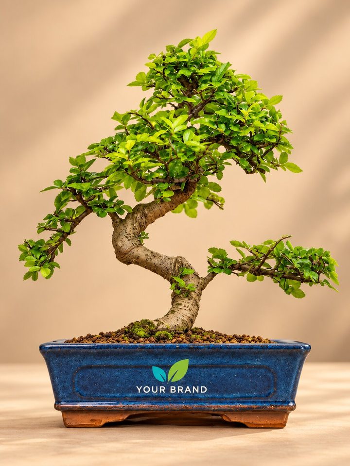 Chinese Elm bonsai with a company logo on the pot, Diwali corporate gift