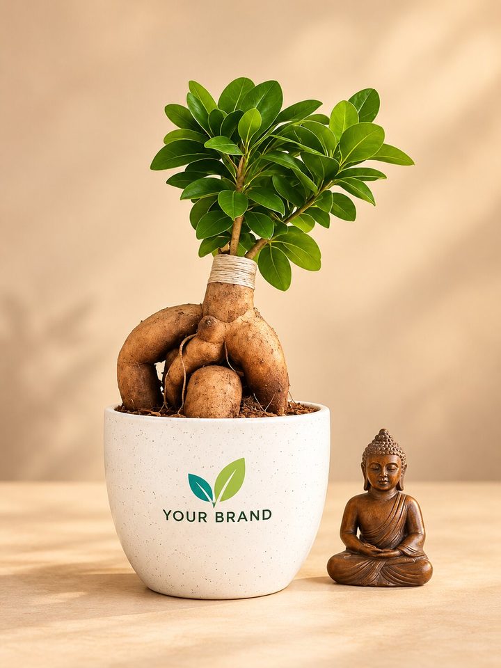 Grafted Ficus + mini Buddha with a company logo on the pot, Diwali corporate gift