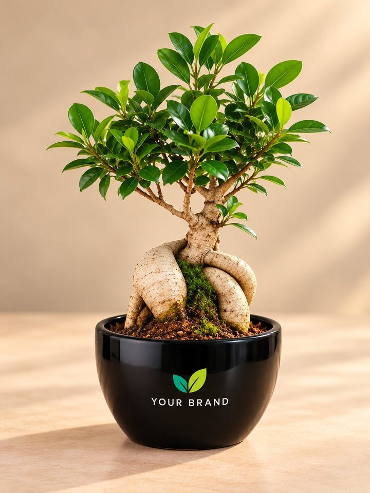 Grafted Ficus bonsai with a company logo on the pot, Diwali corporate gift