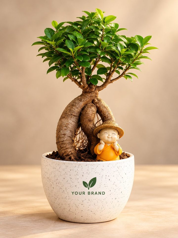 Grafted Ficus + little monk with a company logo on the pot, Diwali corporate gift