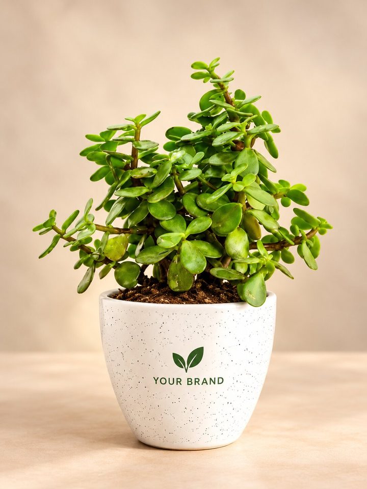 Jade plant with a company logo on the pot, Diwali corporate gift