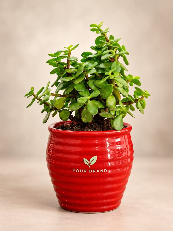 Jade plant with a company logo on the pot, Diwali corporate gift