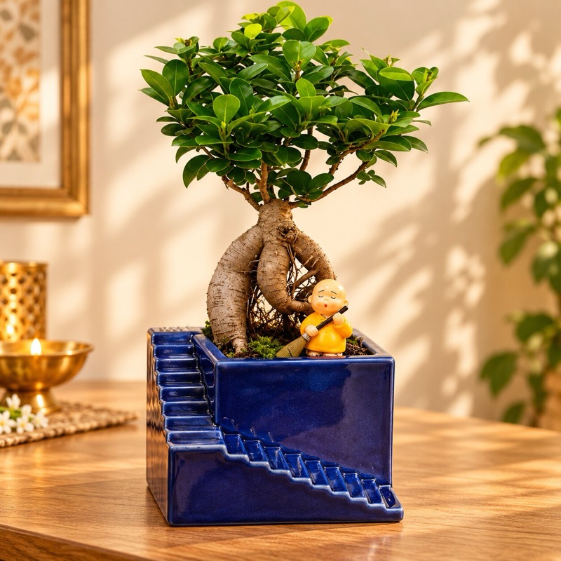 Ghat: grafted Ficus bonsai, Diwali limited-edition pot