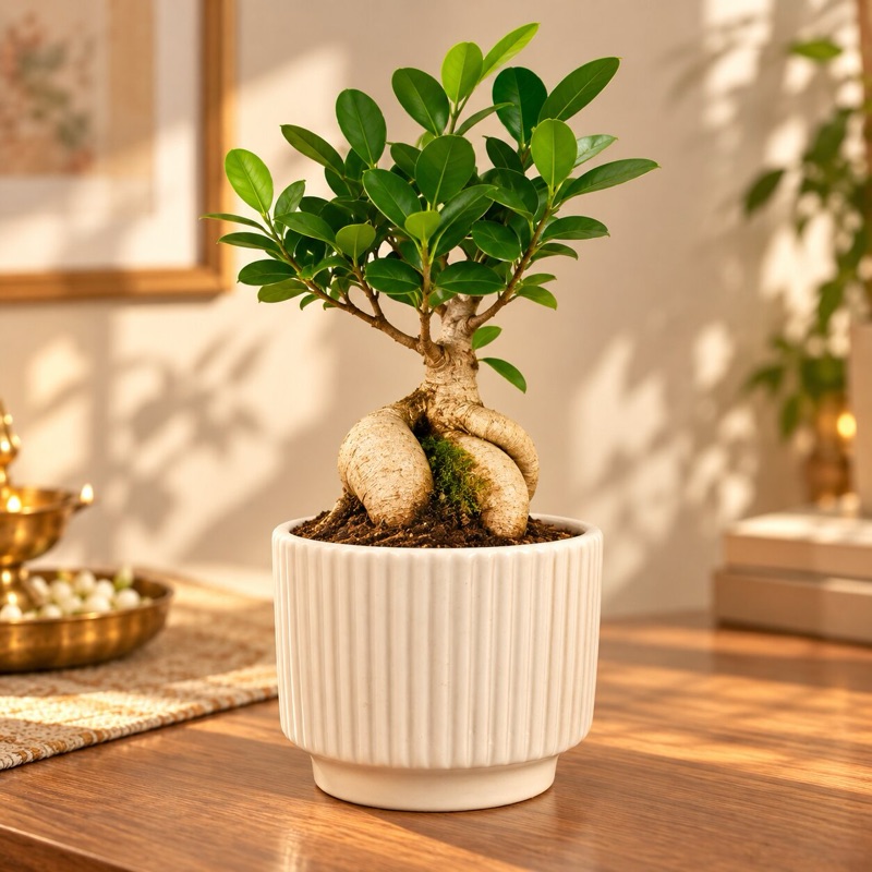Moti: grafted Ficus bonsai, Diwali limited-edition pot