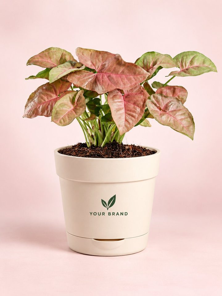 Syngonium with a company logo on the pot, Diwali corporate gift