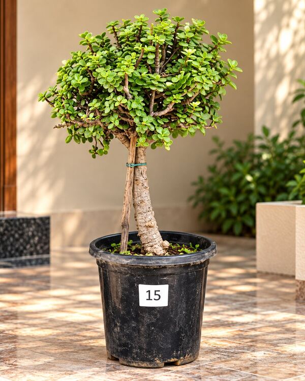 10+ year-old Jade bonsai JADE-15 with a straight aged trunk and a compact round crown, 18 to 20 inches tall in a 10-inch pot