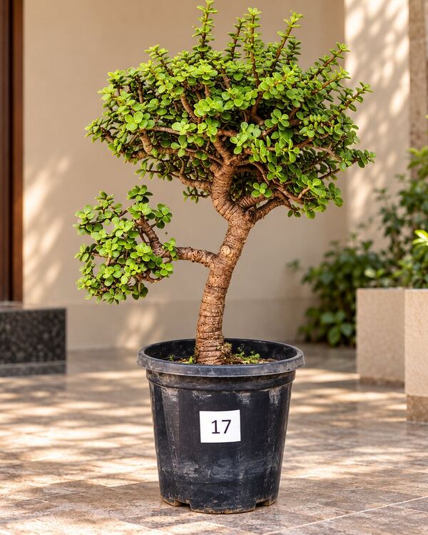 10+ year-old Jade bonsai JADE-17 with a curved trunk, a low side branch and a layered crown, 18 to 20 inches tall in a 10-inch pot