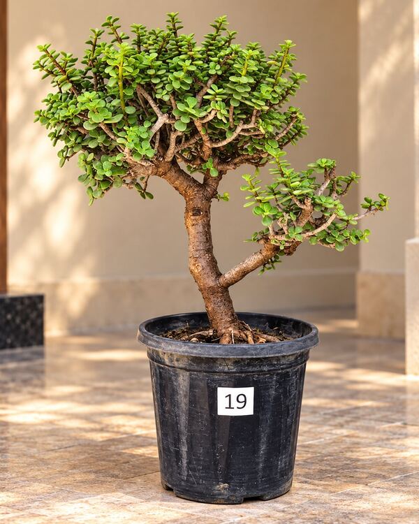 10+ year-old Jade bonsai JADE-19 with a gently curved trunk, a low side branch and a full crown, 18 to 20 inches tall in a 10-inch pot