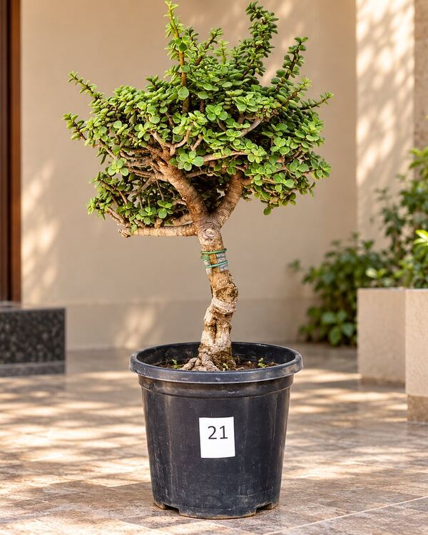 10+ year-old Jade bonsai JADE-21 with a twisting trunk and a layered crown, 18 to 20 inches tall in a 10-inch pot