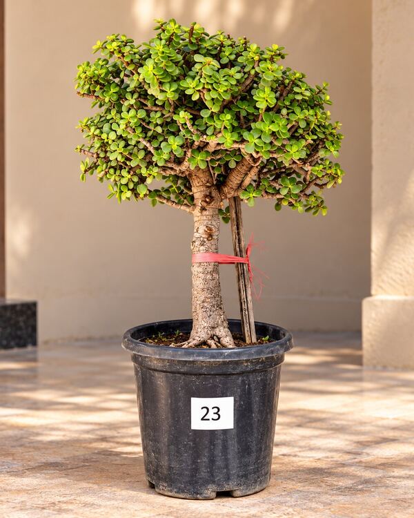 10+ year-old Jade bonsai JADE-23 with a thick upright trunk and a round crown, 18 to 20 inches tall in a 10-inch pot