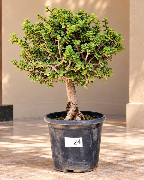10+ year-old Jade bonsai JADE-24 with an upright trunk and a wide, full canopy, 18 to 20 inches tall in a 10-inch pot