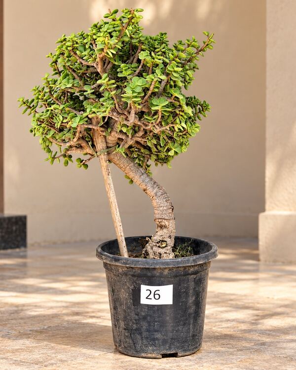 10+ year-old Jade bonsai JADE-26 with an S-curved trunk and a dense crown, 18 to 20 inches tall in a 10-inch pot