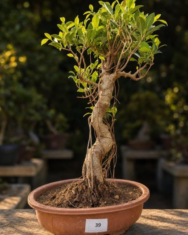 15-year-old Ficus bonsai MBS-031 with a twisting S-curve trunk, fine hanging aerial roots and a dense leafy canopy, in an oval terracotta bonsai pot
