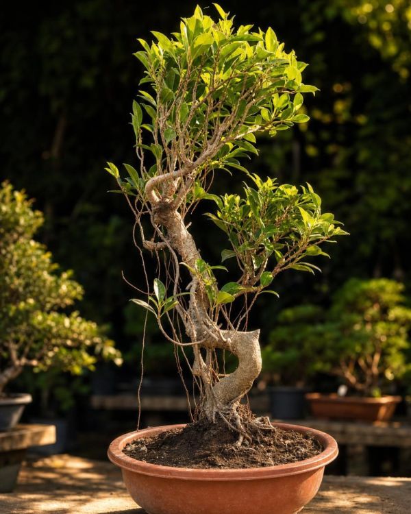 15-year-old Ficus bonsai MBS-033 with a twisting S-curve trunk, fine hanging aerial roots and a two-tiered leafy canopy, in an oval terracotta bonsai pot