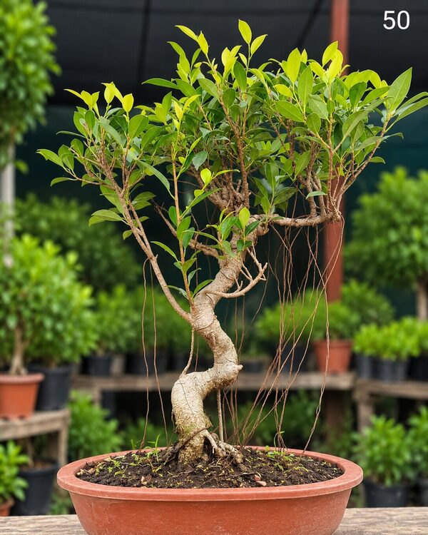 15-year-old Ficus bonsai MBS-050 with a tall serpentine S-curve trunk, exposed surface roots and an open layered canopy, in a oval terracotta bonsai pot