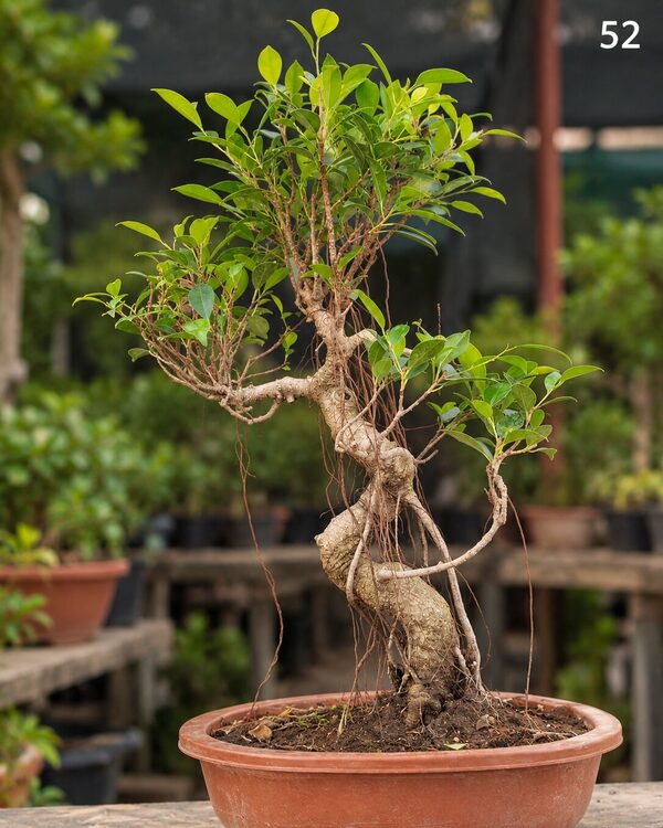 15-year-old Ficus bonsai MBS-052 with a twisted trunk, long hanging aerial roots and an open layered canopy, in a oval terracotta bonsai pot
