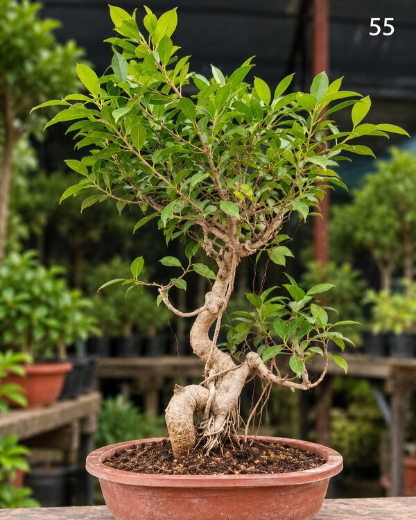15-year-old Ficus bonsai MBS-055 with a twisting trunk, a bulbous base and a full rounded canopy, in a oval terracotta bonsai pot