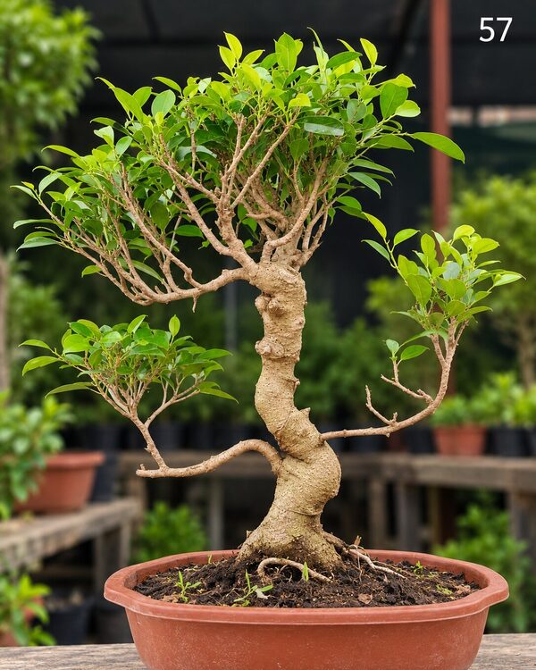 15-year-old Ficus bonsai MBS-057 with a bold thick trunk, finely ramified branches and a broad crown, in a oval terracotta bonsai pot