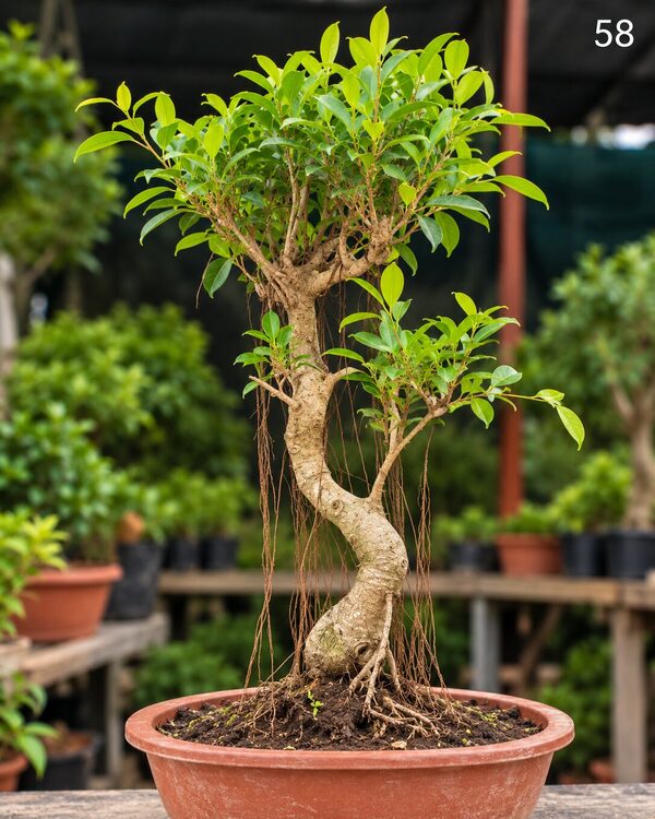 15-year-old Ficus bonsai MBS-058 with a twisting trunk, a curtain of fine aerial roots and an upright canopy, in a oval terracotta bonsai pot