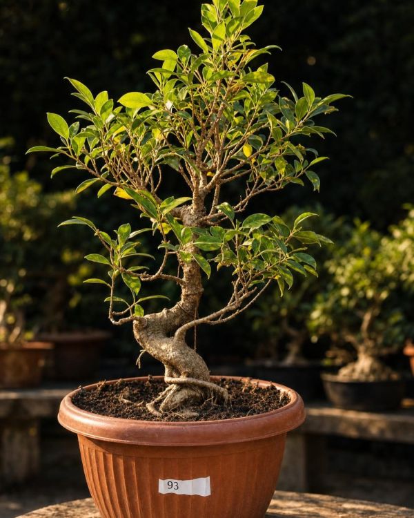15-year-old Ficus bonsai MBS-062 with a coiled lower trunk wrapped with a thick aerial root and a tall open canopy, in a round ribbed terracotta pot
