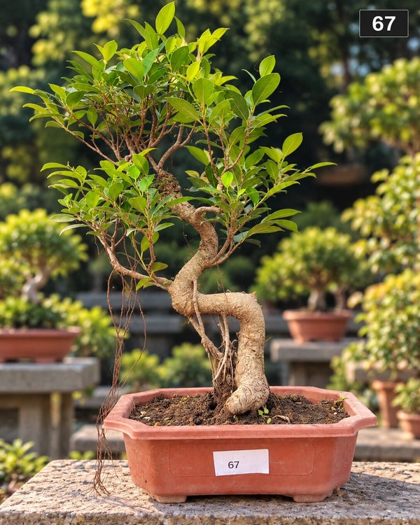 15-year-old Ficus bonsai MBS-067 with a gnarled muscular trunk, a buttressed root base and a dense layered canopy, in a classic brown bonsai pot