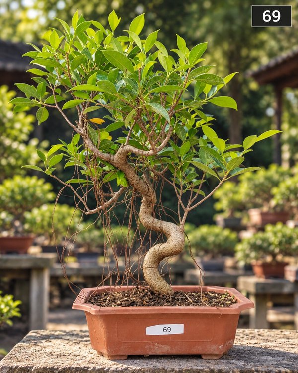 15-year-old Ficus bonsai MBS-069 with a thick tapering trunk, fine aerial roots and a neatly clouded foliage, in a round terracotta pot