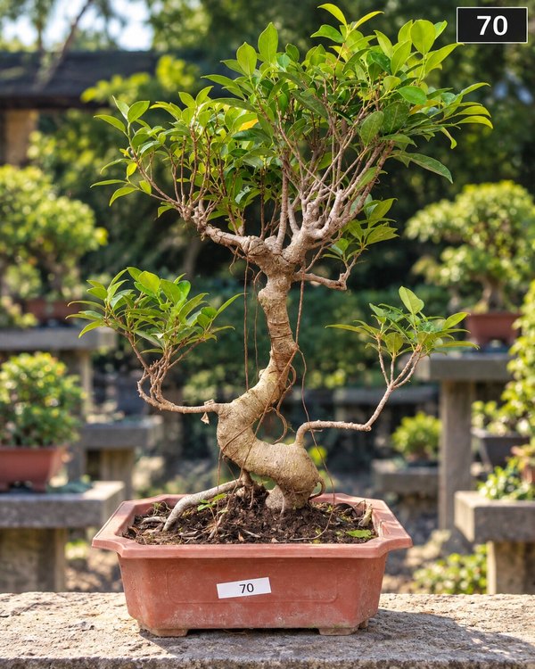 15-year-old Ficus bonsai MBS-070 with a windswept leaning trunk, hanging aerial roots and a wide tiered branches, in a oval terracotta pot