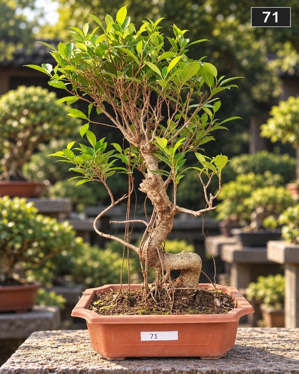 15-year-old Ficus bonsai MBS-071 with a spiralling twin-lead trunk, strong aerial roots reaching for the soil and a full rounded canopy, in a glazed ceramic pot
