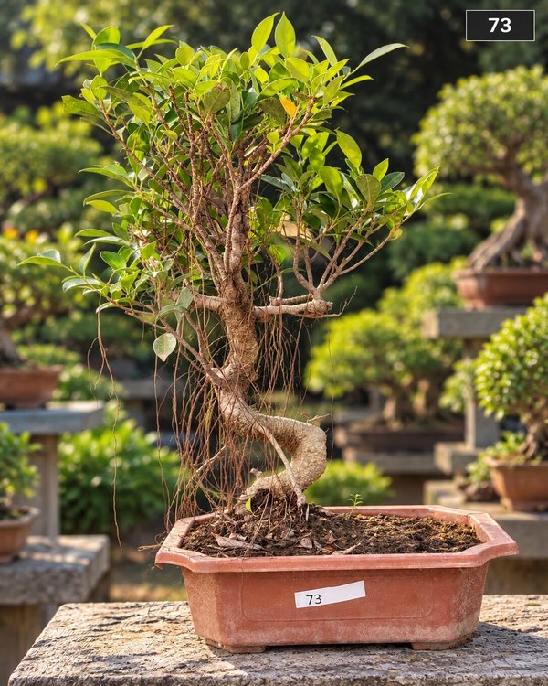 15-year-old Ficus bonsai MBS-073 with a bold S-curve trunk, a buttressed root base and a dense layered canopy, in a terracotta bonsai pot