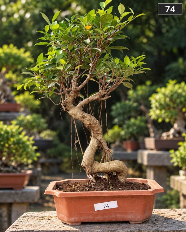 15-year-old Ficus bonsai MBS-074 with a sinuous serpentine trunk, exposed nebari at the base and a lush cascading foliage, in a round terracotta pot