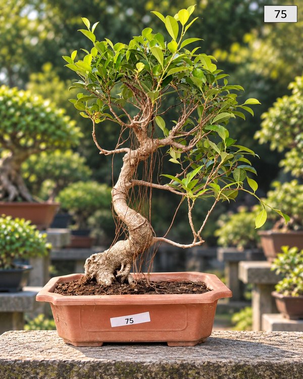 15-year-old Ficus bonsai MBS-075 with a gnarled muscular trunk, fine aerial roots and a neatly clouded foliage, in a oval terracotta pot