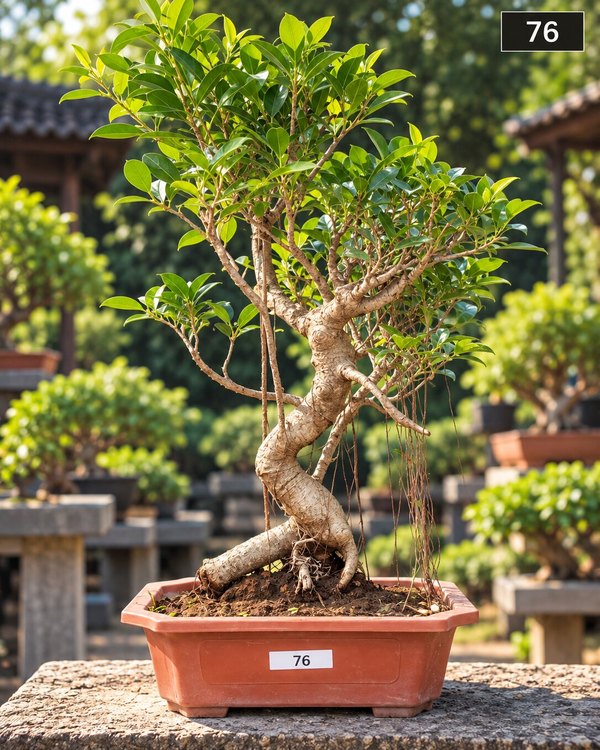 15-year-old Ficus bonsai MBS-076 with a gracefully curved trunk, hanging aerial roots and a wide tiered branches, in a glazed ceramic pot