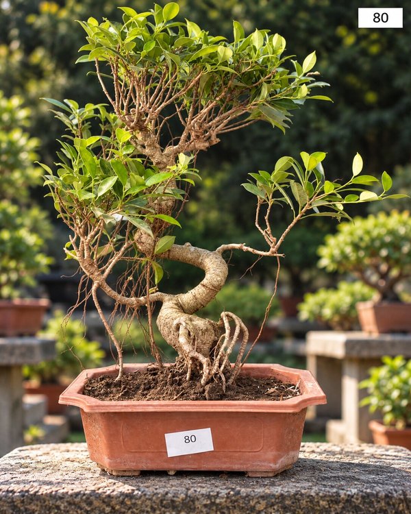 15-year-old Ficus bonsai MBS-080 with a slender twisting trunk, exposed nebari at the base and a lush cascading foliage, in a oval terracotta pot